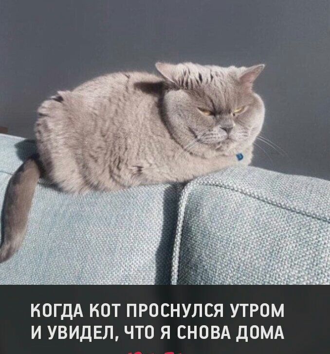 КОГДА НОТ ПРОСНУЛСЯ УТРОМ И УВИДЕЛ ЧТО Я СНОВА ДОМА