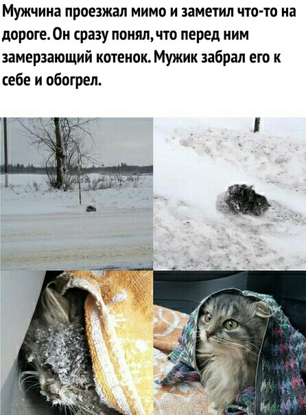 Мужчина проезжал мимо и заметил что то на дороге0н сразу понял что перед ним замерзающий котенок Мужик забрал его к себе и обогрел