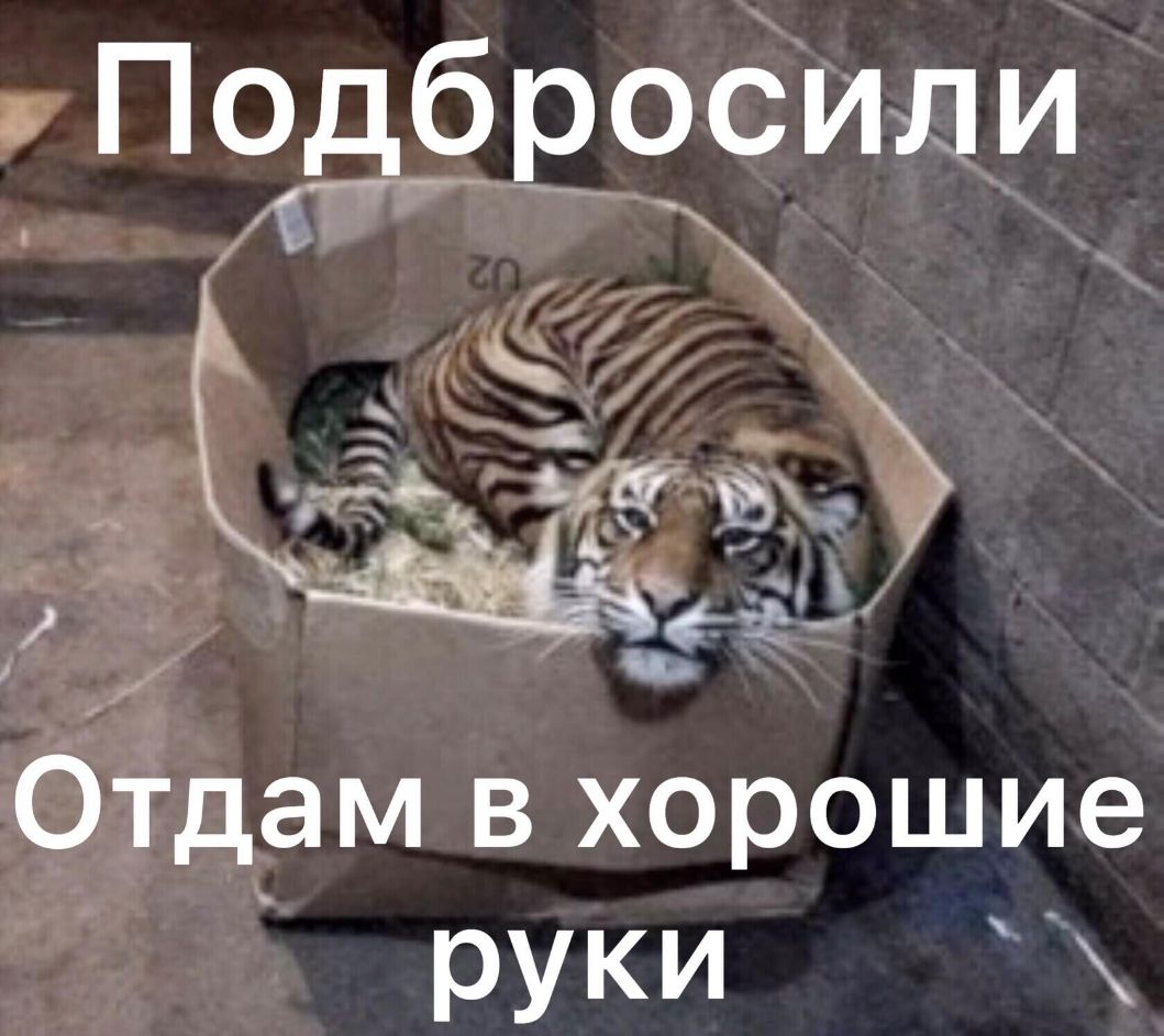 ПодброёиЛи Оідам в хорошие руки