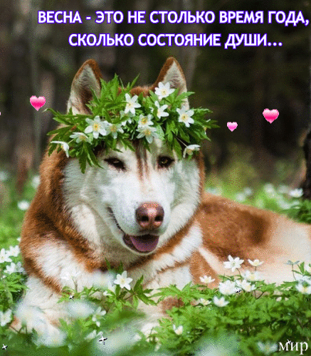 омир
