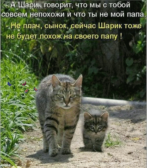 оворит что мы с тобой совсем непохожи й что ты не мой папа кН плач сынокёсейчас Шарик тоже не будет похожна своего папу