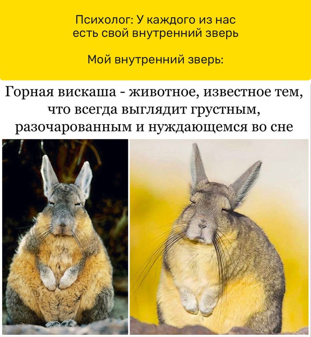 Психолог У каждого из нас есть свой внутренний зверь Мой внутренний зверь Горная вискаша животное известное тем что всегда выглядит грустным разочарованным и нуждающемся во сне