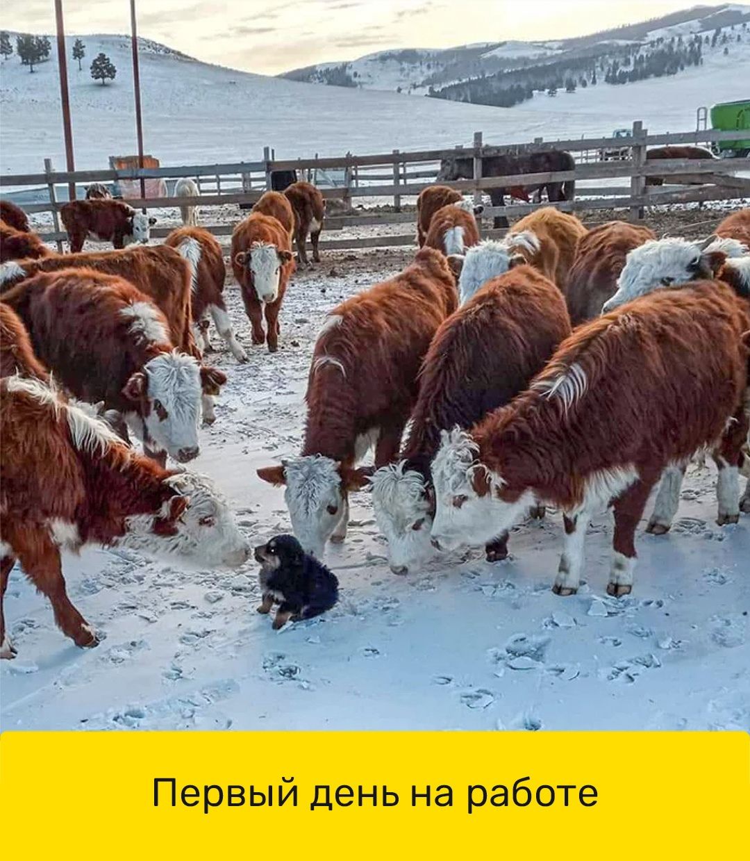 Первый день на работе