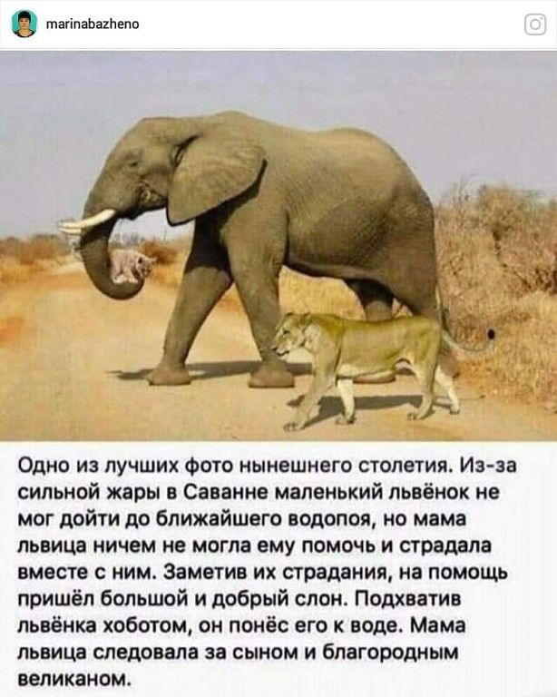 Одно из лучших Фото нынешнего стопетит Из за сильной жары в Саваннв маленький львёнок не мог дойти до ближайшего водопоя но мама львица ничем не могла ему помочь и страдала вместе с ним Заметив их страдания на помощь пришёл большой и добрый слон Подхватин пьвёнка хоботом он понёс его к воде Мама львица следовала за сыном и благородным великаном