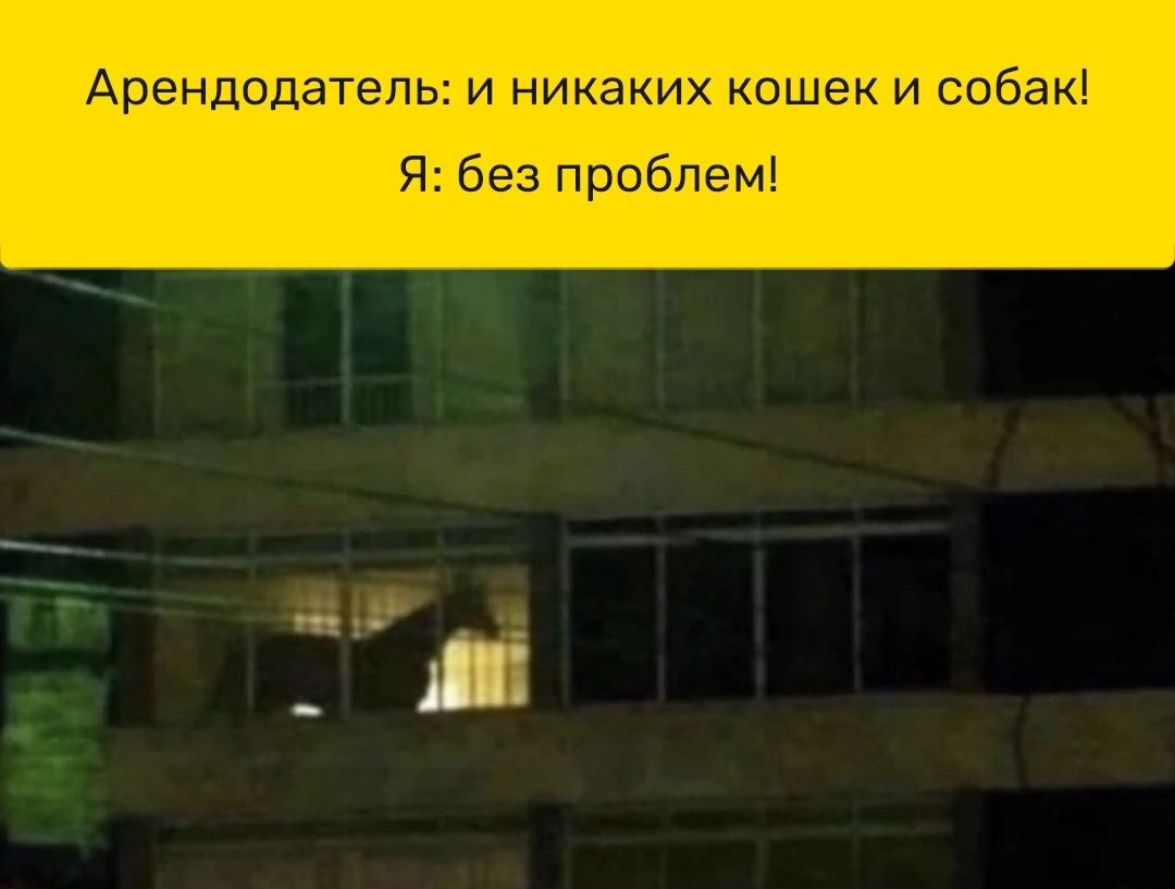 Арендодатель: и никаких кошек и собак! Я: без проблем!