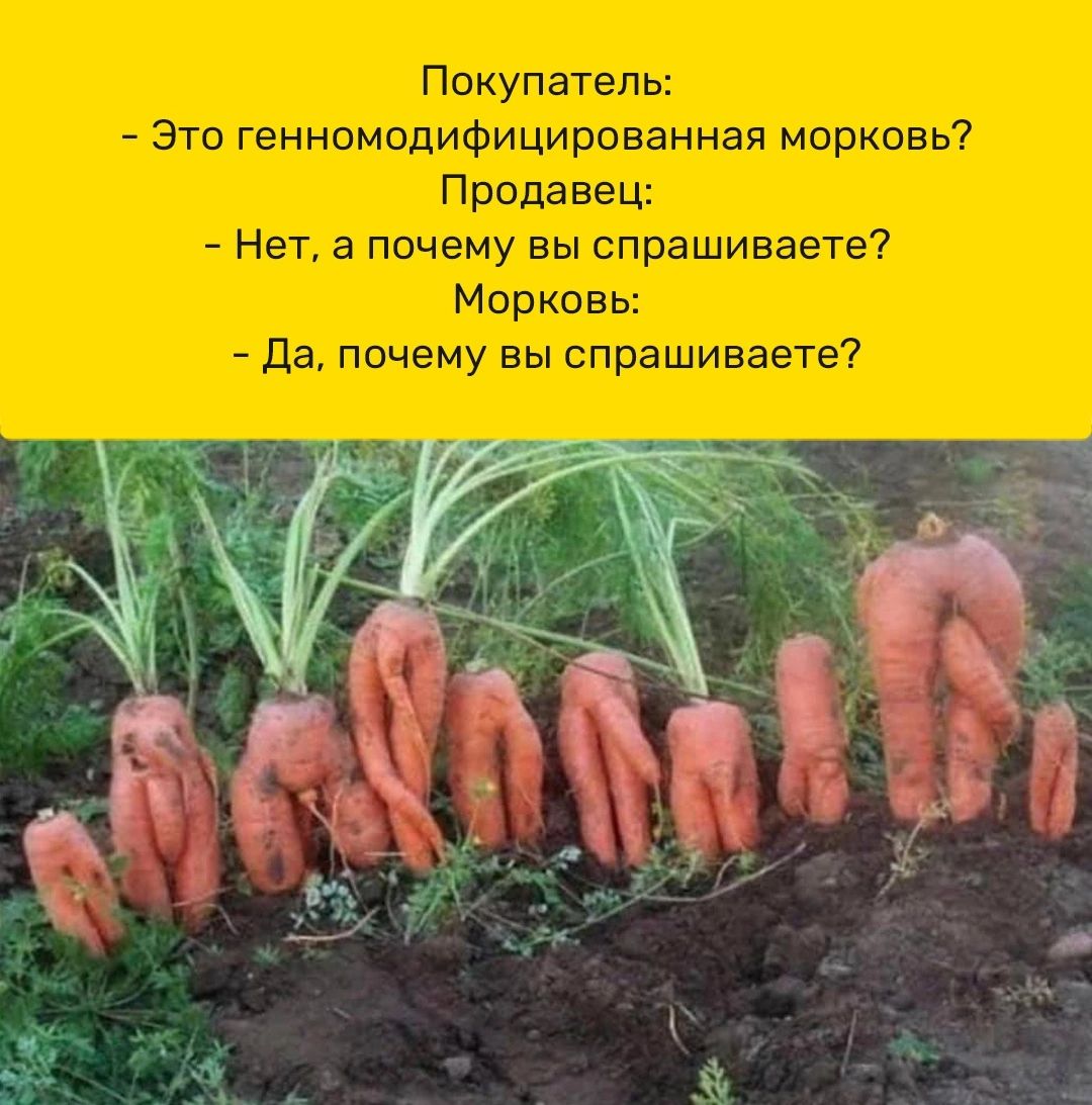 Покупатель Это генномодифицированная морковь Продавец Нет а почему вы спрашиваете Морковь Да почему вы спрашиваете