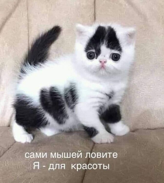 ышей ловите я красоты