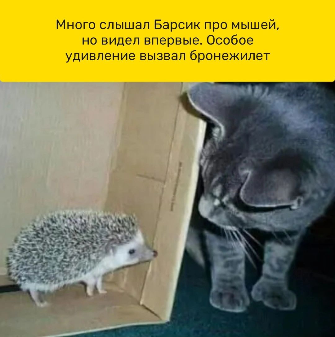 Много слышал Барсик про мышей но видел впервые Особое удивление вызвал бронежилет