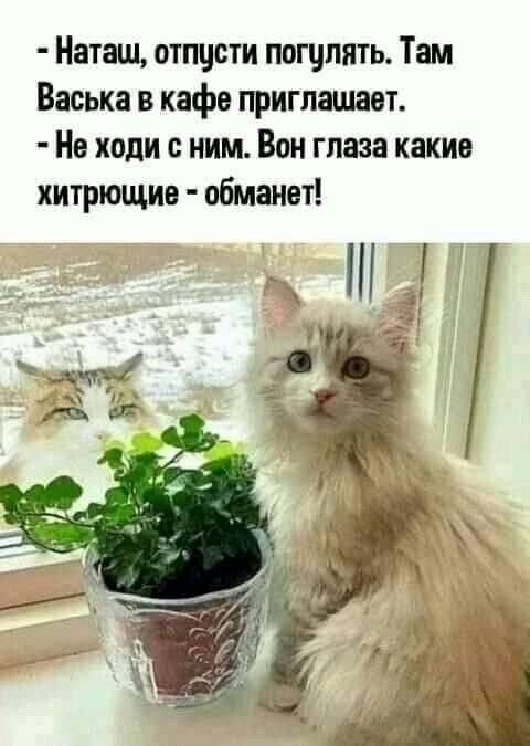 Наташ отпцсти пощпять Тш Васька в кафе приглашает Не ходи с ним Вон глаза какие хитрющие обманет