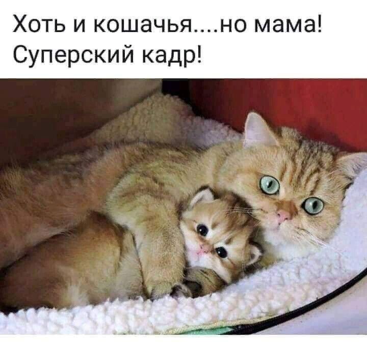 Хоть и кошачьяно мама Суперский кадр