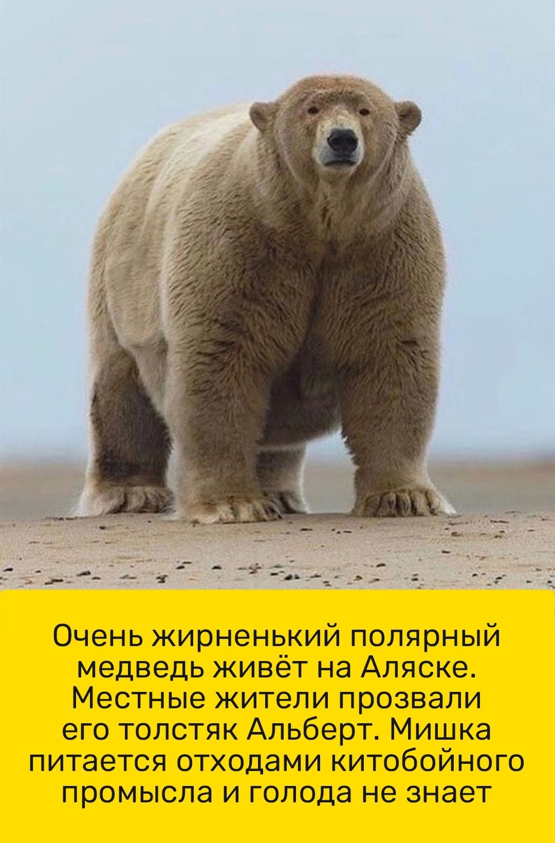 Очень жирненький полярный медведь живёт на Аляске Местные жители прозвали его толстяк Альберт Мишка питается отходами китобойного промысла и голода не знает