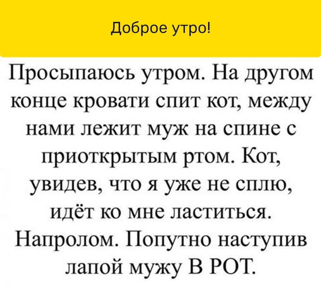 Доброе утро Просыпаюсь утром На другом конце кровати спит кот между нами лежит муж на спине с приоткрытым ртом Кот увидев что я уже не сплю идёт ко мне ластиться Напролом Попутно наступив лапой мужу В РОТ
