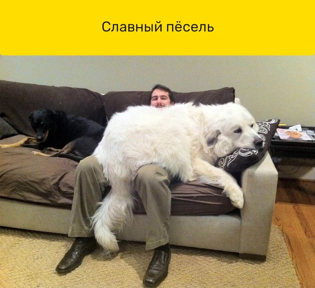 Славный пёсель