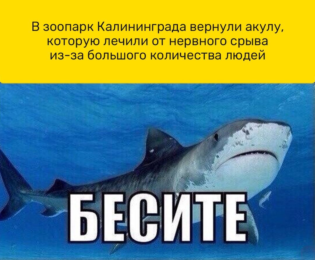 В зоопарк Калининграда вернули акулу которую лечили от нервного срыва изза большого количества людей