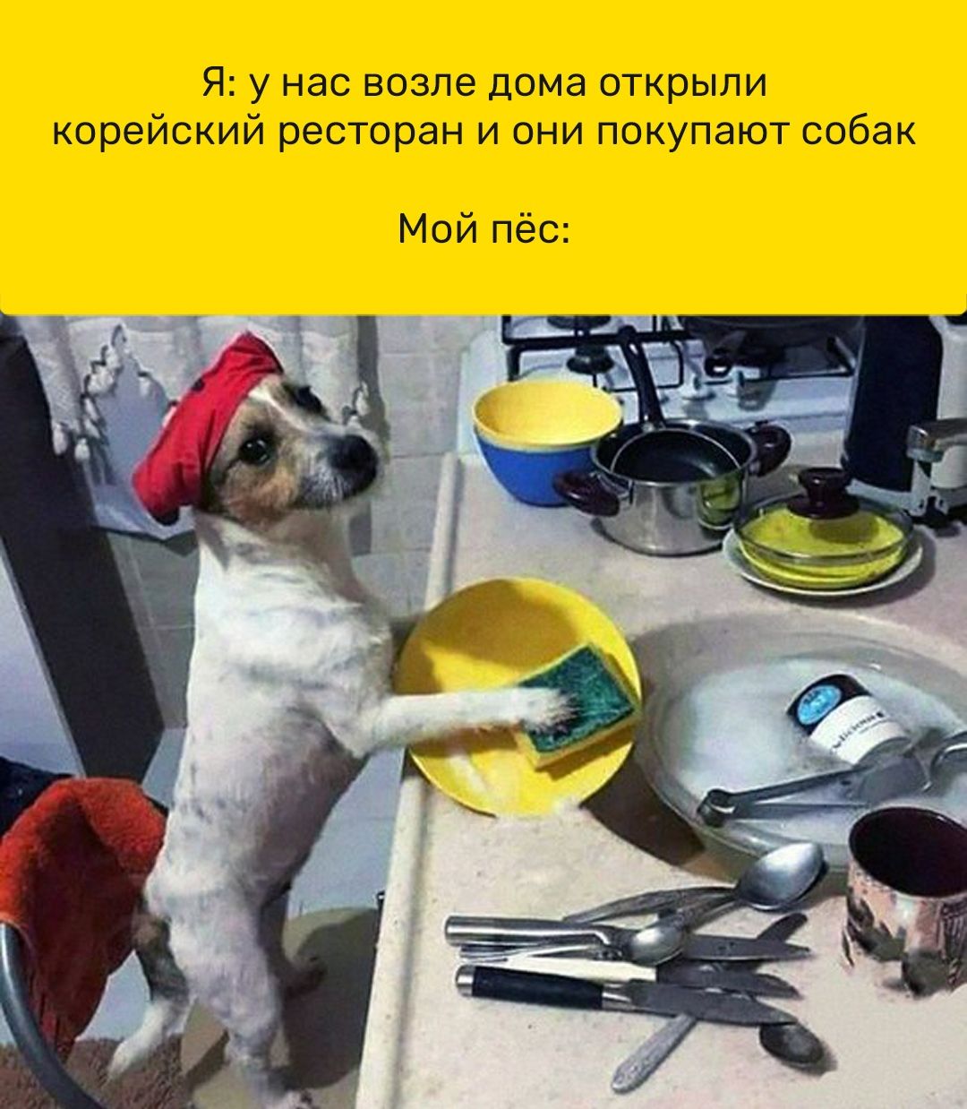 Я у нас возле дома открыли корейский ресторан и они покупают собак Мой пёс
