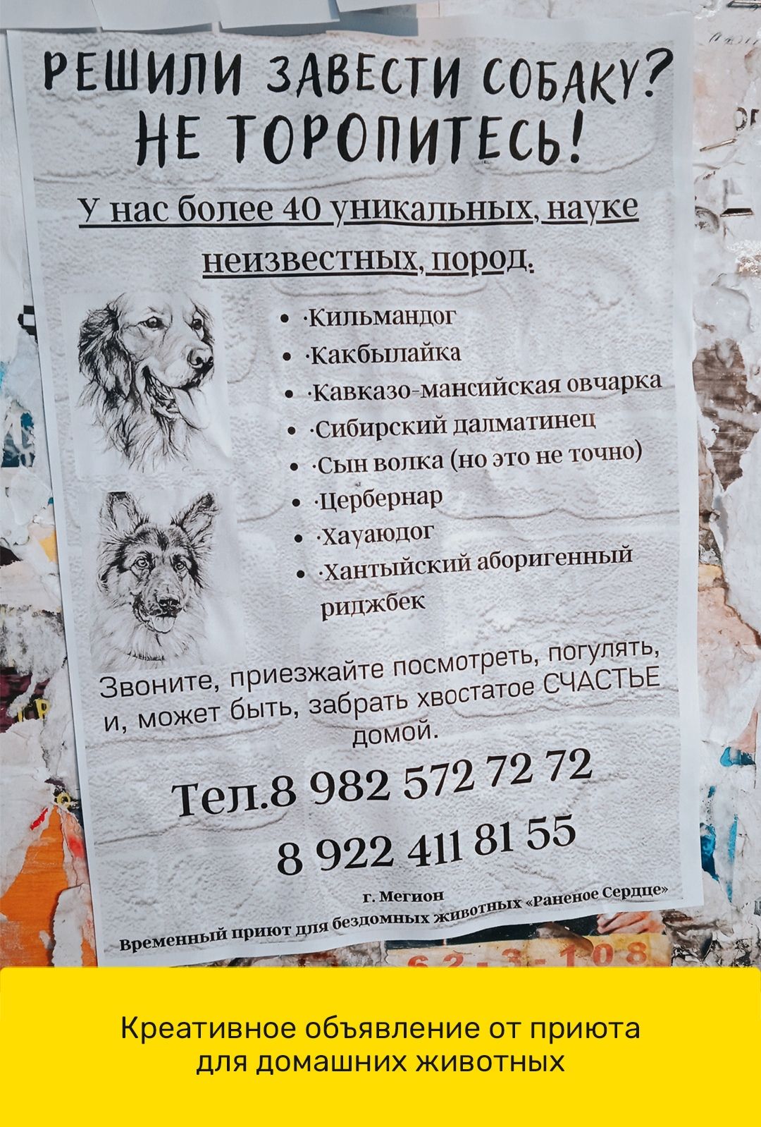 ишаг ЗАВЕСТисоьАку _НЕторопипгсь У нас более 40 уникальных 3199 75 неизвестных дород Кипьмандог Какбыпайка Кавказе мансийская овчарка 0 Сибирский далматинец Сын волка но это не точно Цербернар Хауаюдог хантыйский аборигенный риджбек мОТРеТЬ ПОГУПЫЯТЬ иезжайте ПОС звоните Пр остатое СЧАСТЬЕ и может быть забрать хв домой 727272 15 г Мегион 011151 раненое сердце Ш приют дп бездомных жи ии