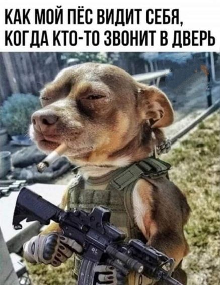 КАК МОЙ ПЁС ВИЛИТ СЕБЯ КОГДА КТО ТП ЗВОНИТ В __дВЕРЬ