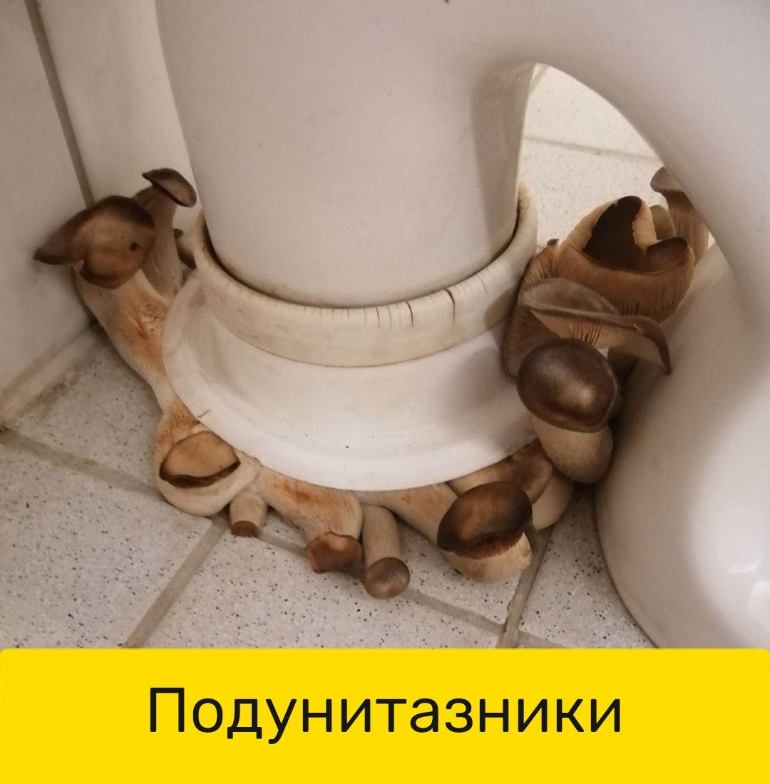 Подунитазники