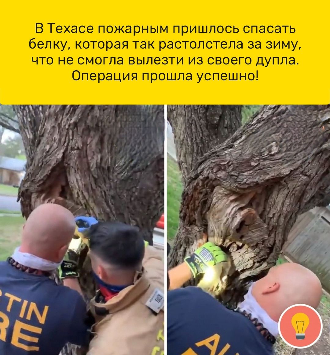 В Техасе пожарным пришлось спасать белку которая так растолстела за зиму что не смогла вылезти из своего дупла Операция прошла успешно
