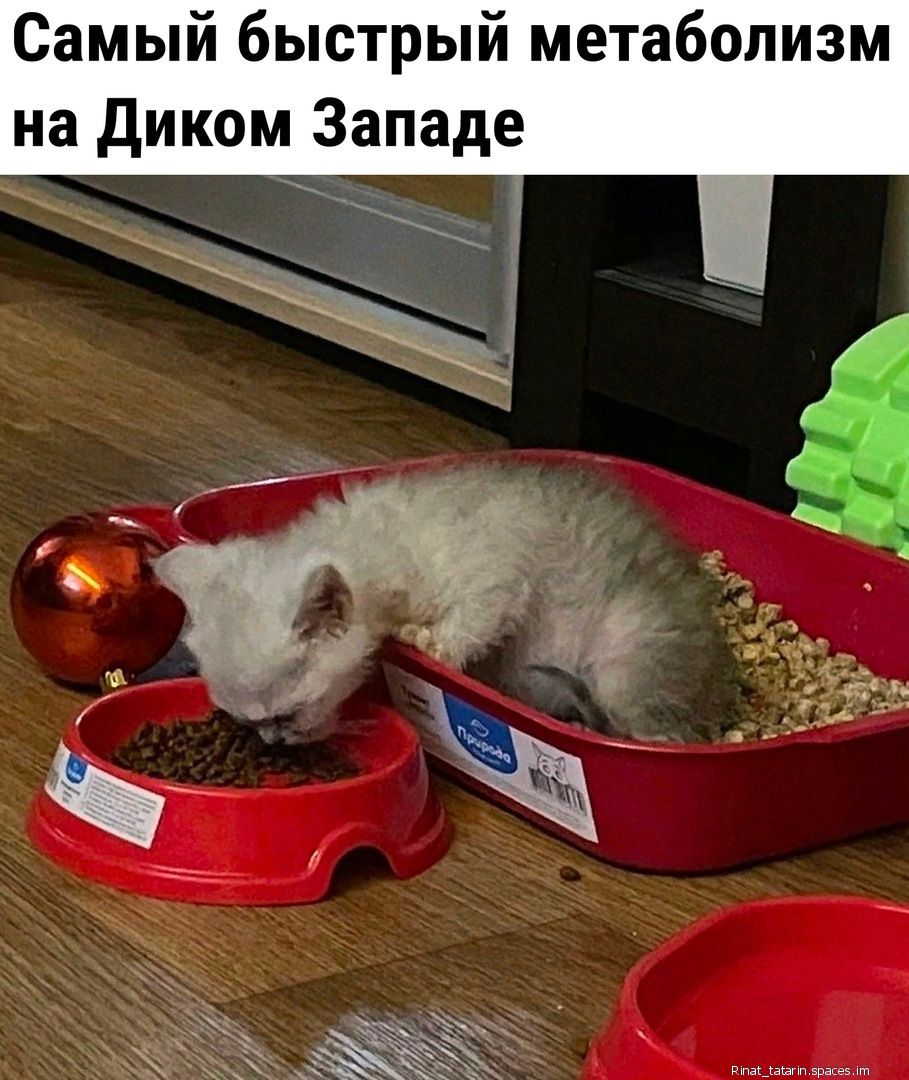 Самый быстрый метаболизм на диком Западе
