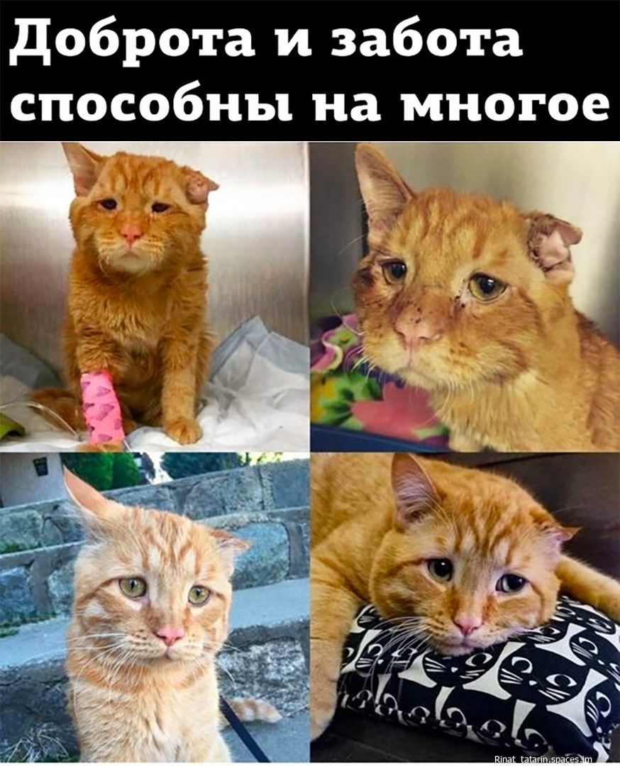 доброта и забота способны на многое