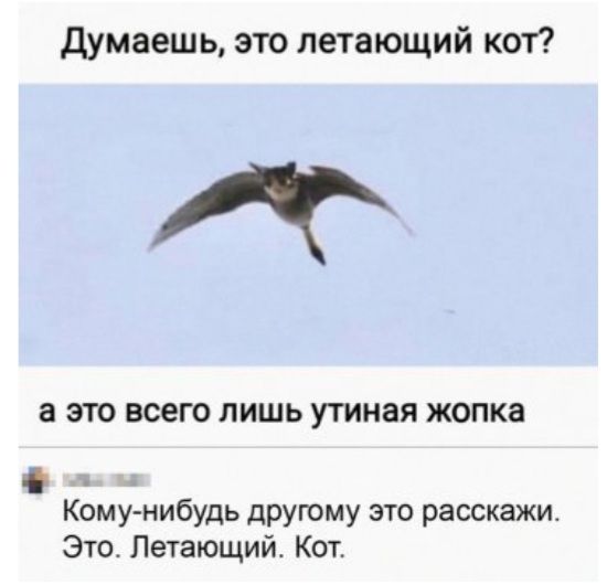 думаешь это летающий кот А а 310 всего ЛИШЬ утиная жопка Кому нибудь другому это расскажи Это Летающий Кот