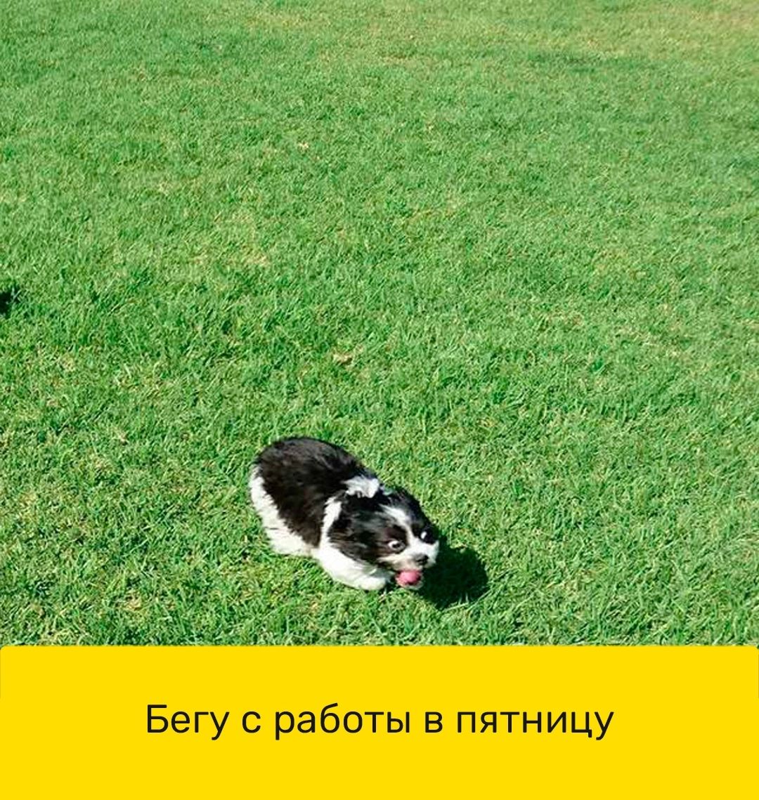 Как я бегу с работы домой картинки прикольные