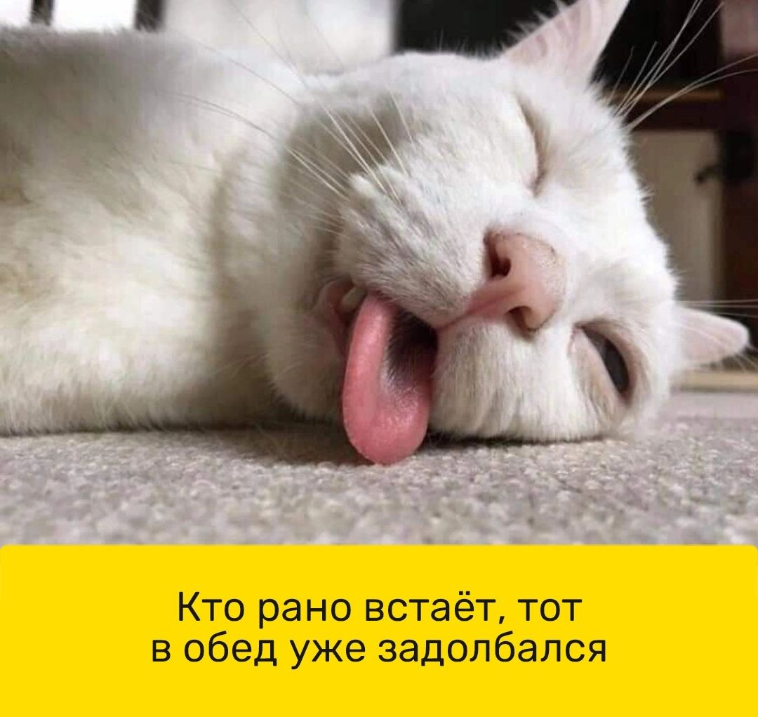 Кто рано встаёт тот в обед уже задолбался