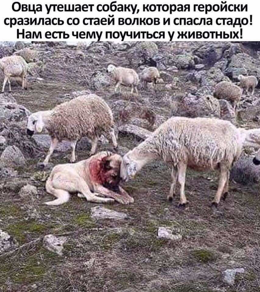 Овца утешает собаку которая геройски сразилась СО стей ВОЛКОВ И СПЗШЗ спада поучиться у животных _