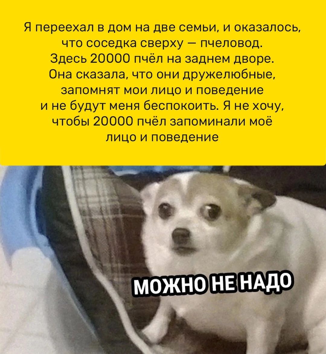 Я переехал в дом на две семьи и сказалось чт соседка сверху пчеловод Здесь 20000 пчёл на заднем дворе Она сказала что они дружелюбные запомнят мои лицо и повеление и не будут Меня беспокоить Я не хочу чтобы 20000 пчёл запоминали моё лицо и поведение