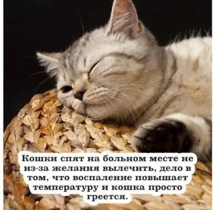 ь Кошки снят на больном месте не пп желания вылечить ди лп в том что напыление повыпшст температуру и комп просто г ентк я р _ _ __