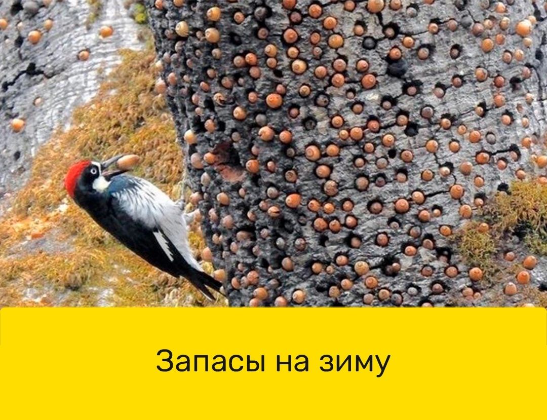 Запасы на зиму