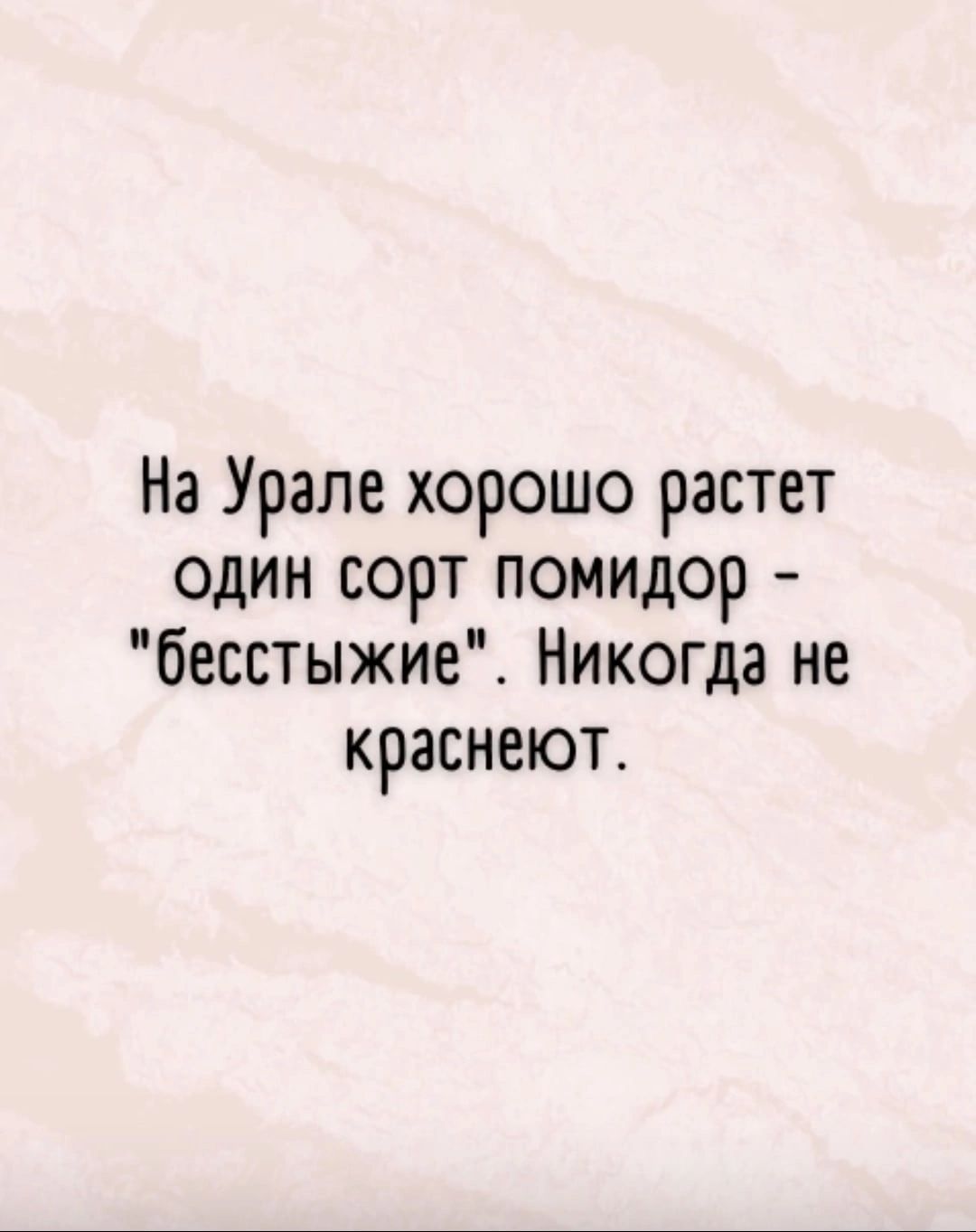 На Урале хорошо растет один сорт помидор бесстыжие_ Никогда не краснеют