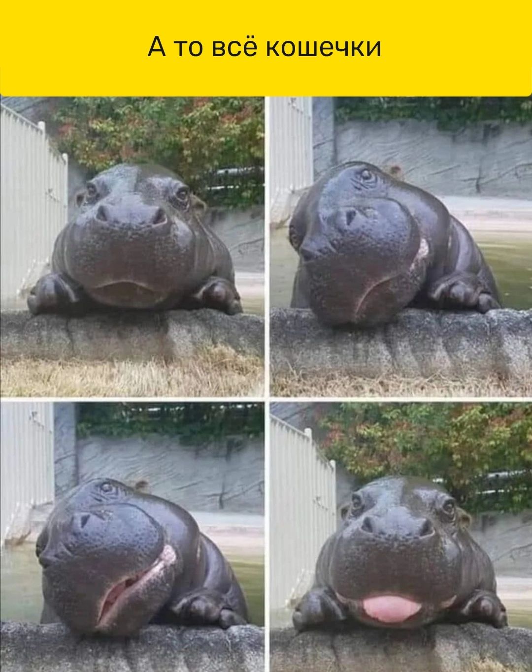 А то всё кошечки