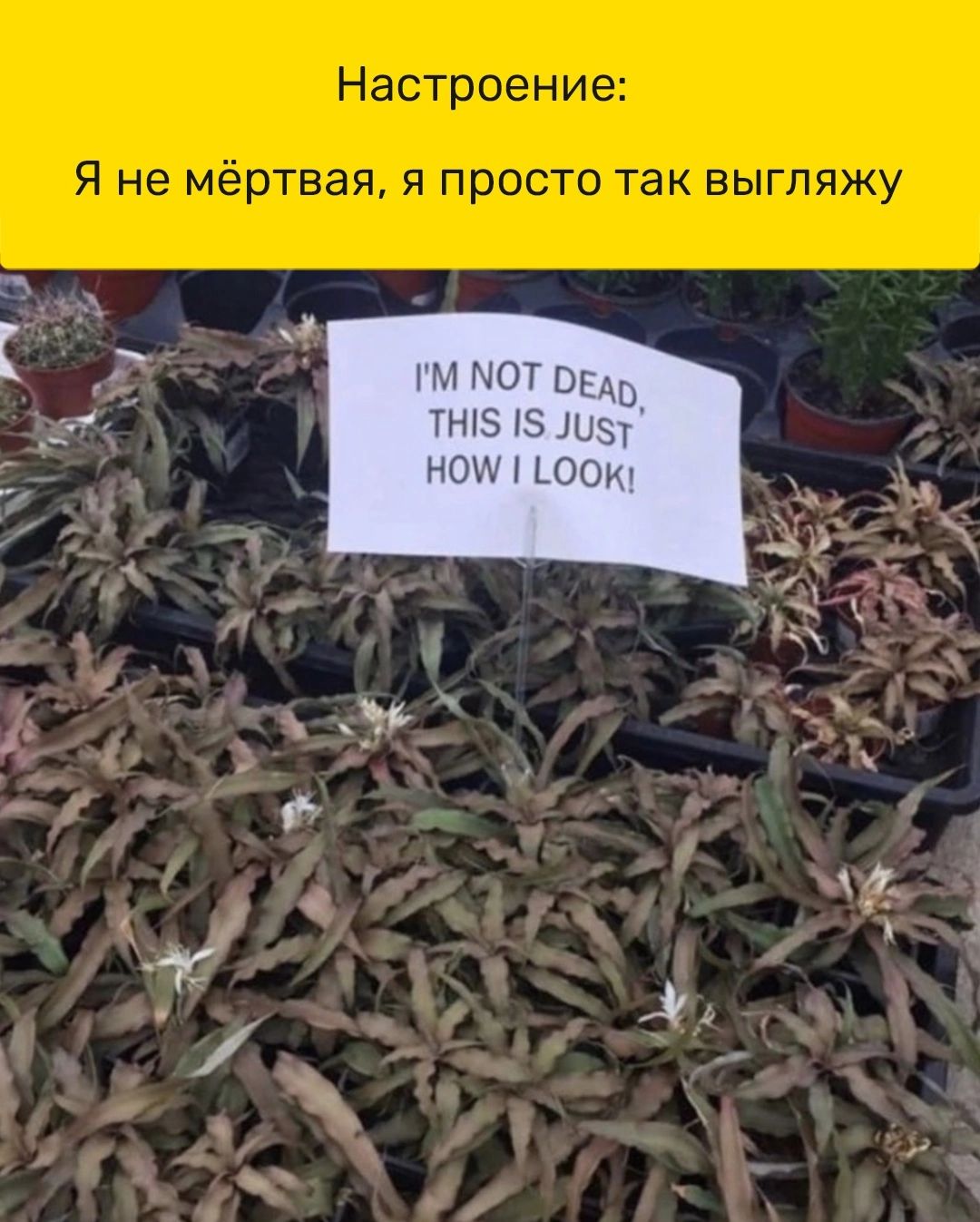 и тп ПЖ Л Н1ЫПЛ