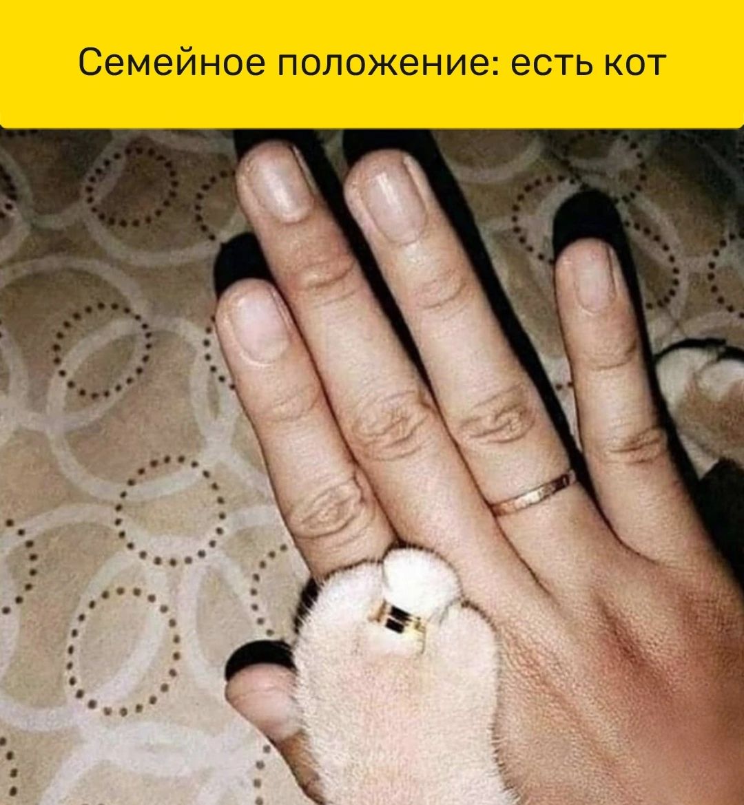 Семейное положение есть КОТ