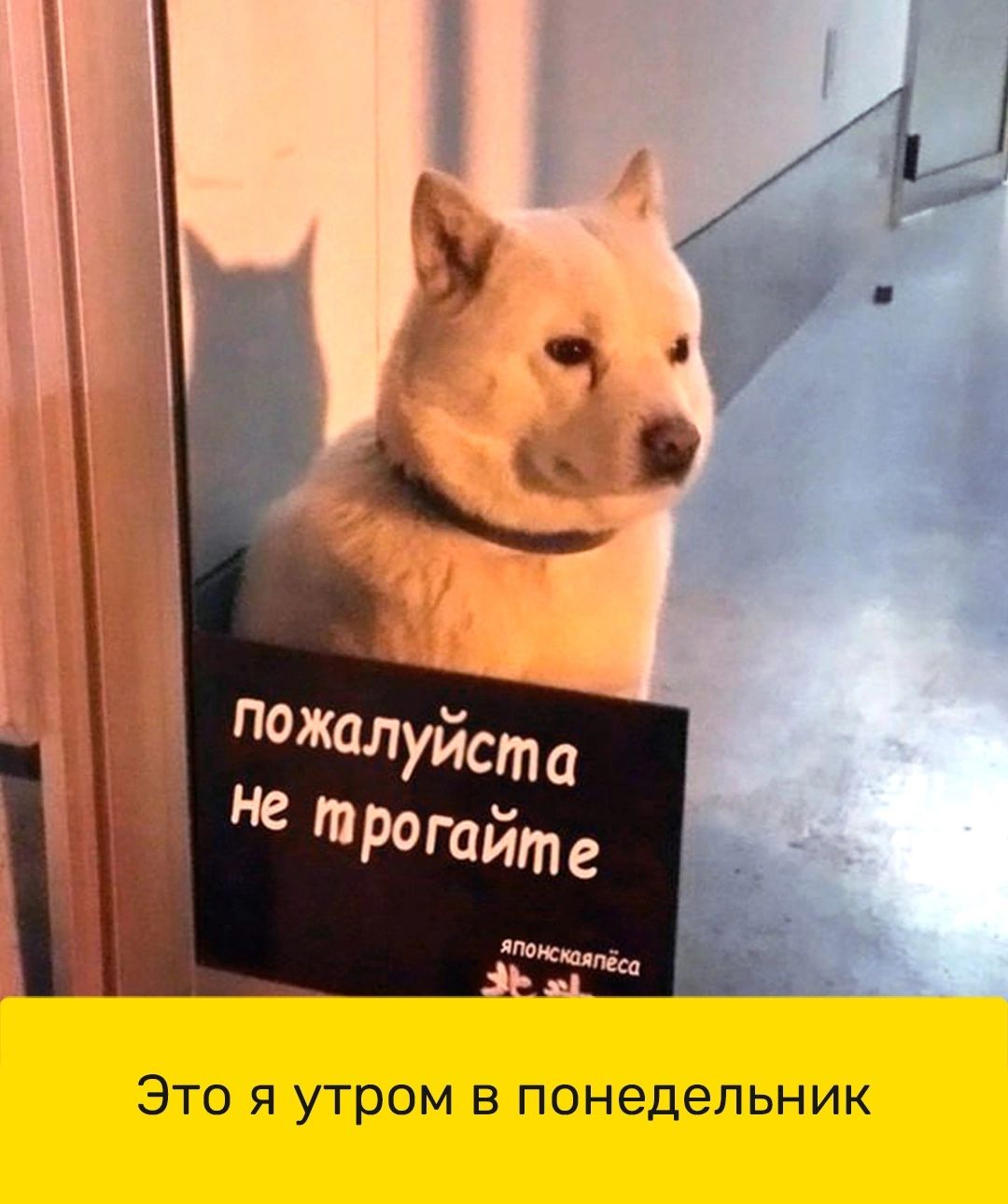 ЭТО Я УТрОМ В ПОНЕДЕЛЬНИК