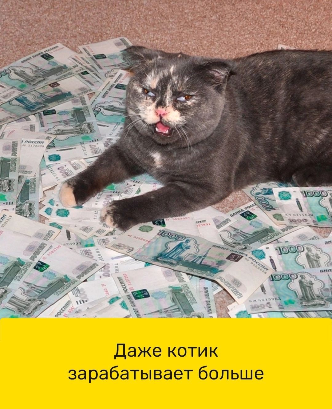 Даже котик зарабатывает больше
