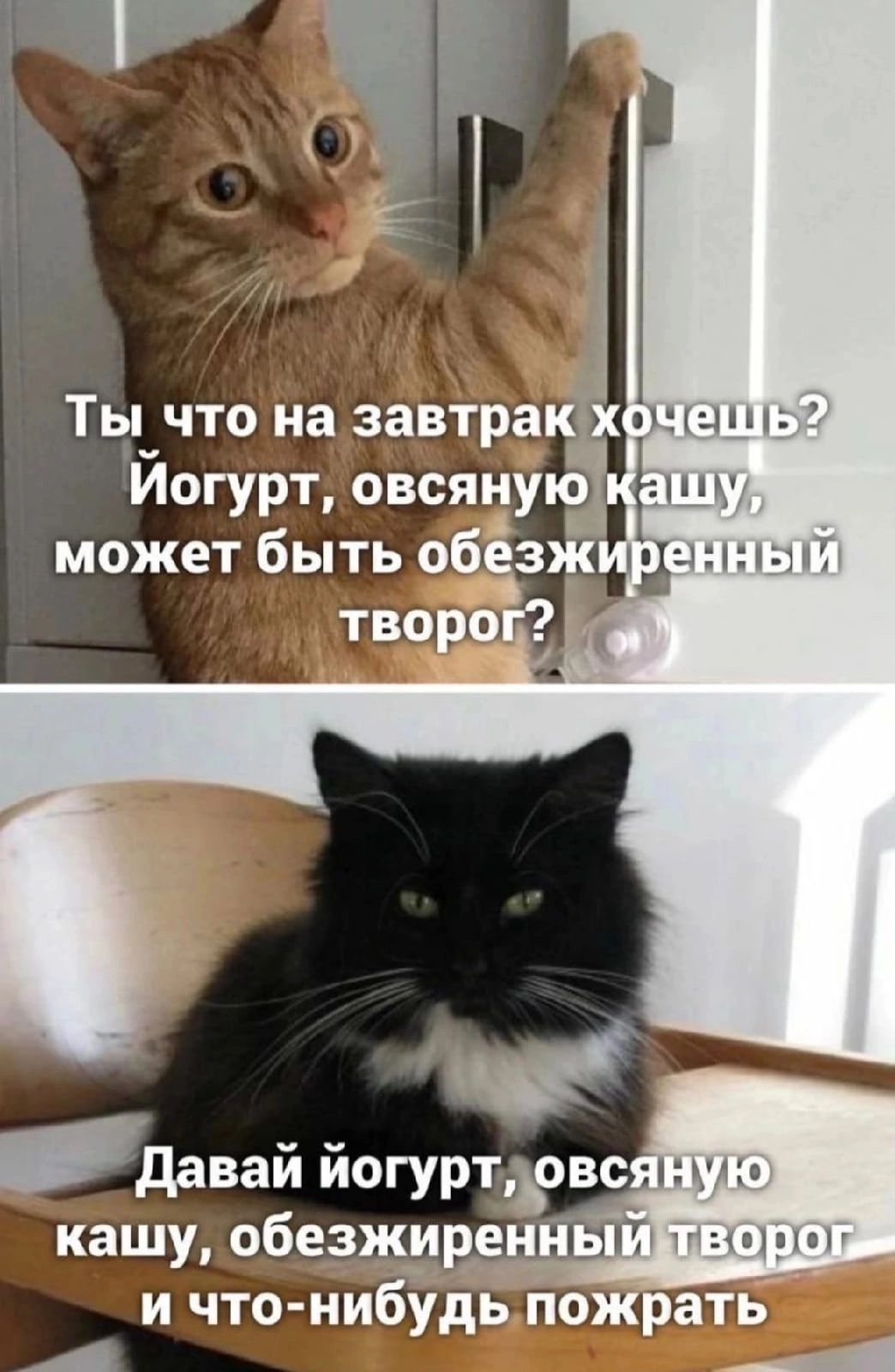 Ё Ты что на завтраки Йогурт овсяную может быть обззж творог давай иогуртъовс кашу обезжиреннь и что нибудь пожрать А
