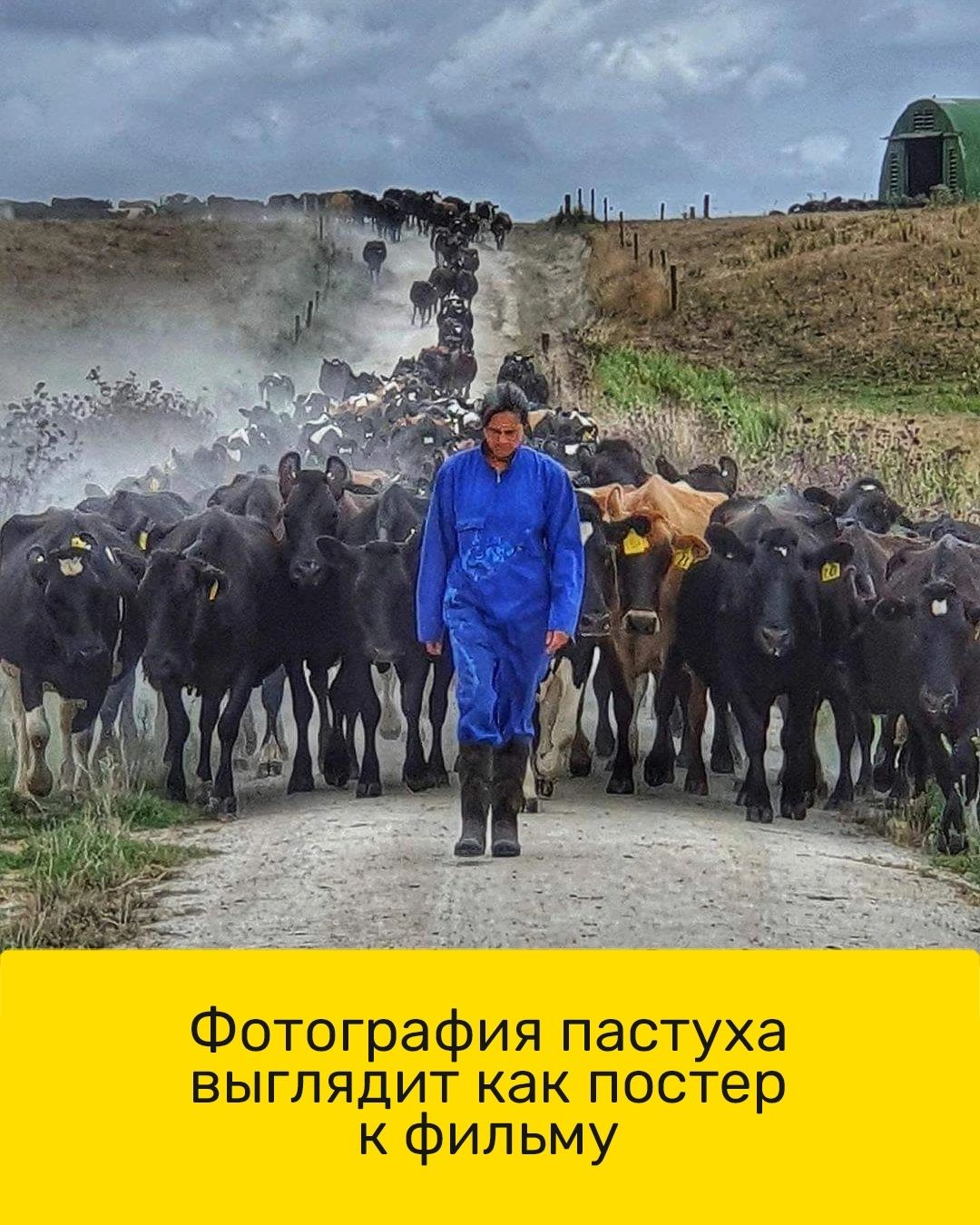 Фотография пастуха выглядит как постер фильму