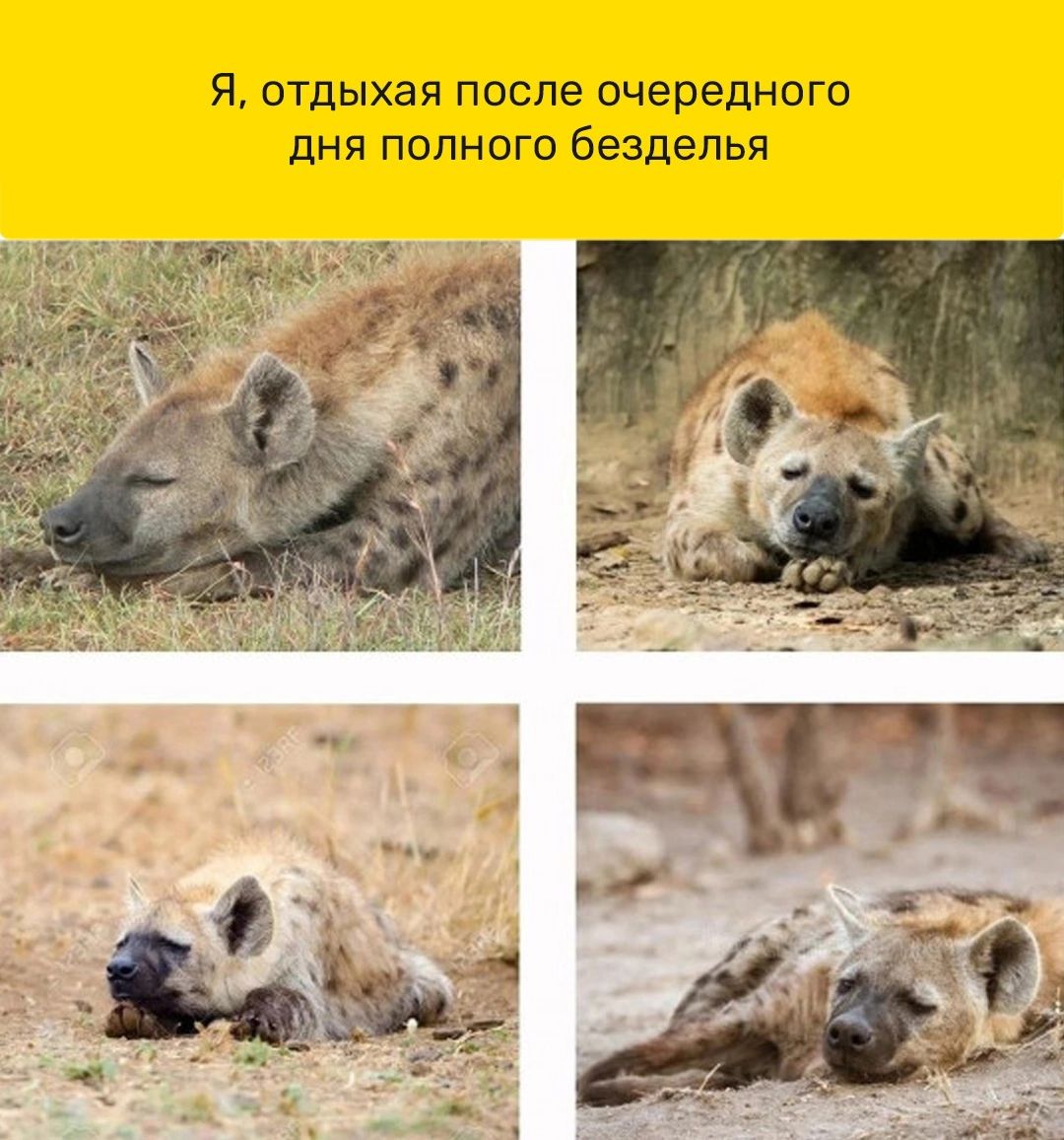 Я отдыхая после очередного дня полного безделья