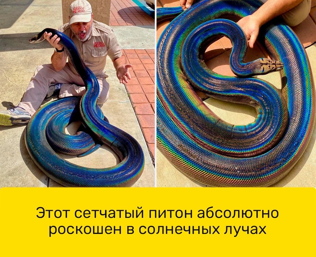 Этот сетчатый питон абсолютно роскошен в солнечных лучах