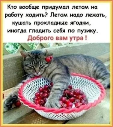 Кто вообще придумал летом на работу ходить Летом поло лежать кушать прохладные ягодки иногда гладить себя по пушку доброго вам утра