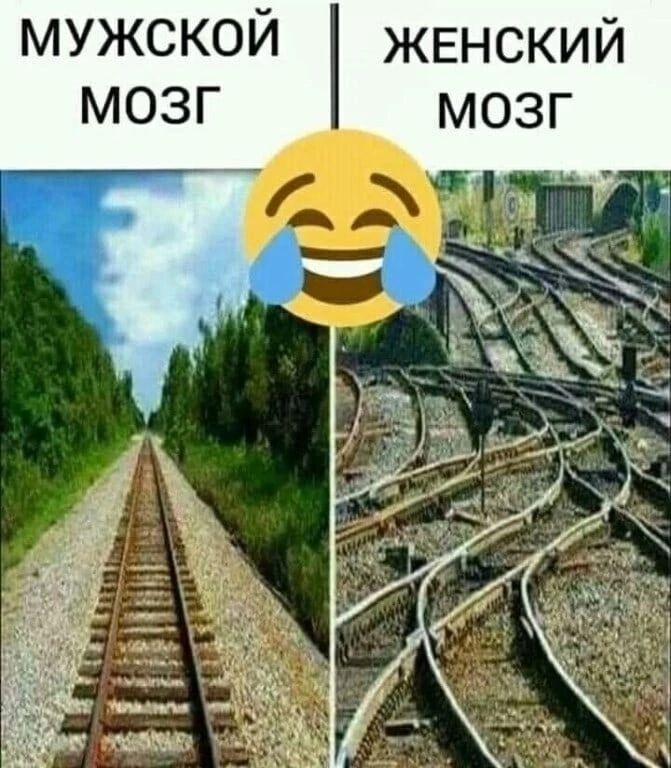 мужской женский мозг