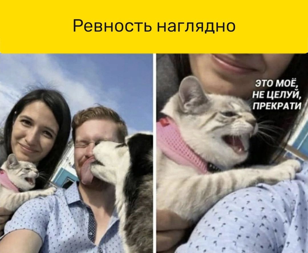 Ревность наглядно ата мог н цвлуи