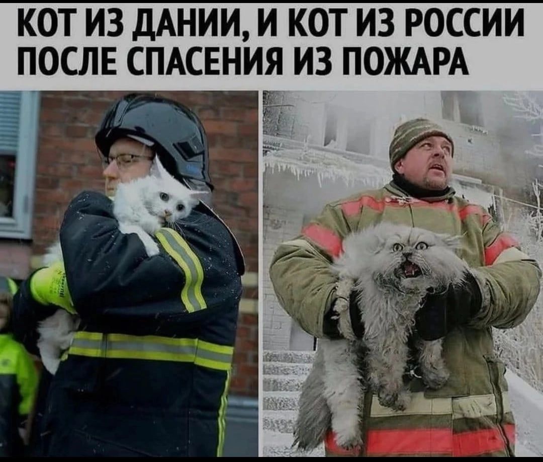 КОТ ИЗ дАНИИ И КОТ ИЗ РОССИИ ПОСЛЕ СПАСЕНИЯ ИЗ ПОЖАРА