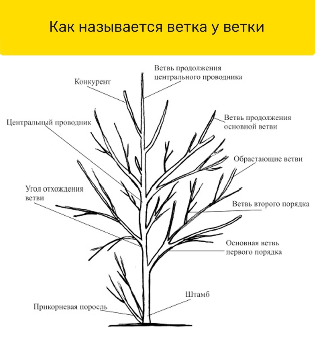 Части кустарника схема для детей