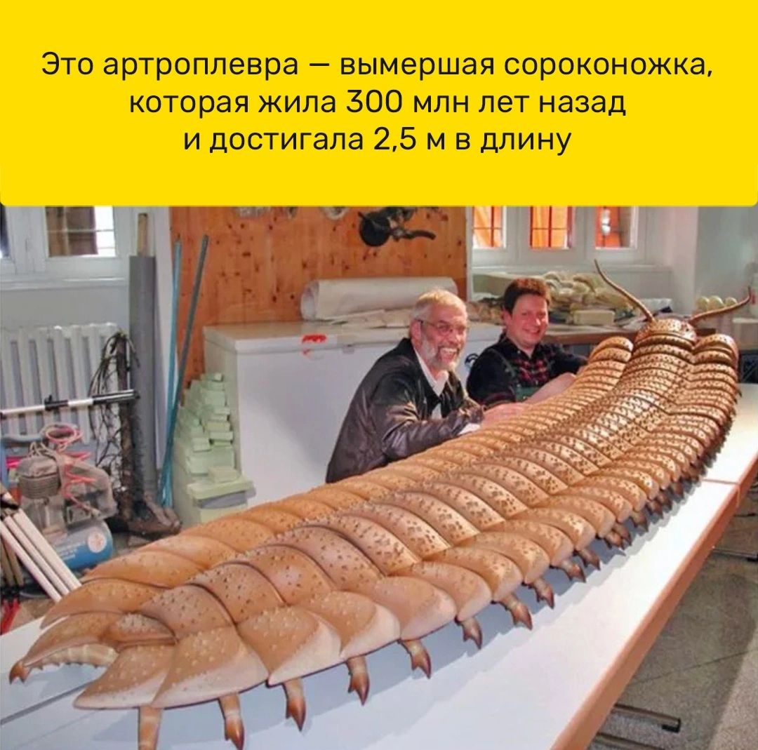 Зто артроппевра вымершая пороконпжка которая жила 300 млн лет назад и достигала 25 м в длину