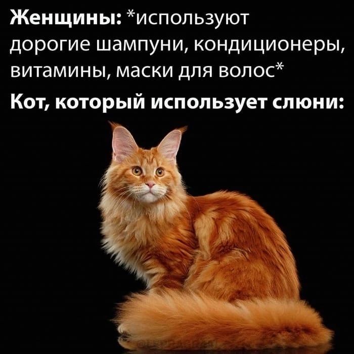 Женщины испоп ьзуют дорогие шампуни кондиционеры витамины маски для волос Кот который использует слюни