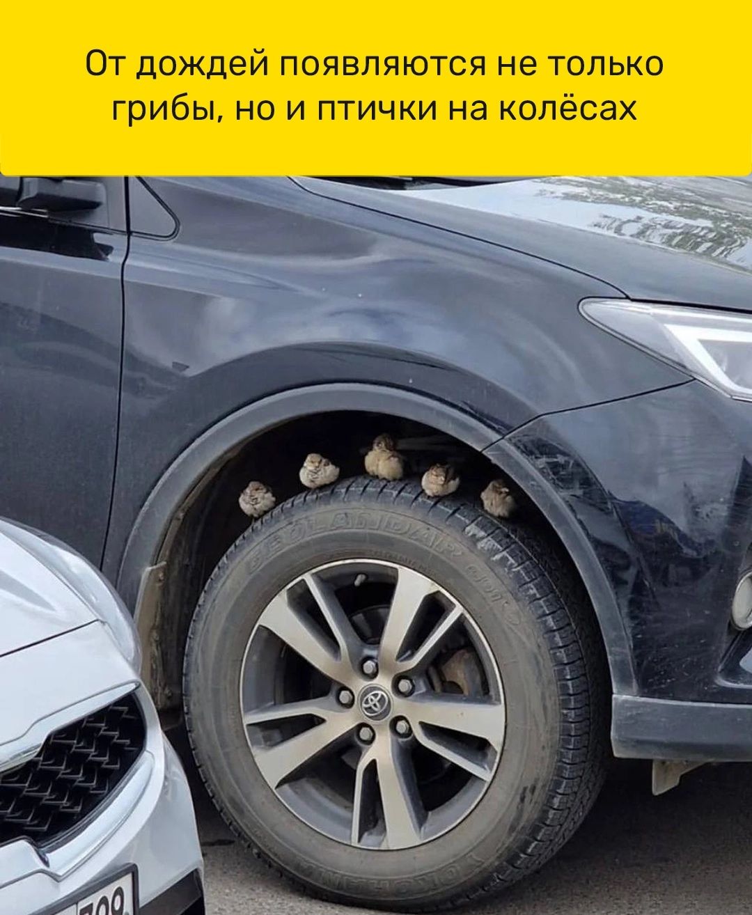 От дождей появляются не только грибы но и птички на колёсах